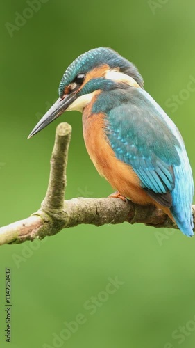 close up of Common kingfisher Alcedo atthis perching on twig whilst fishing, isolated green background, vertical video