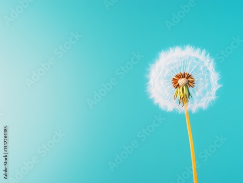 Wallpaper Mural Minimal Dandelion Seed Head Floating In Open Space On Blue Background Evoking Serenity Renewal Mindfulness And Peaceful Natural Aesthetics Torontodigital.ca