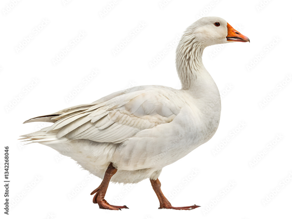greylag goose isolated on white background png greylag goose isolated on white background png