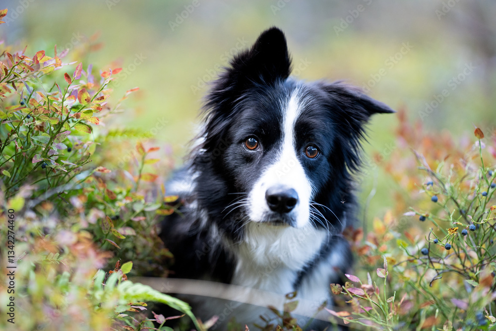 Border collie in blueberry bushes in Swedish forest Border collie in blueberry bushes in Swedish forest
