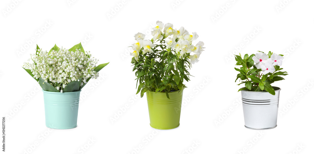 Beautiful potted plants with white flowers and lily-of-the-valley bouquet isolated on white, set Beautiful potted plants with white flowers and lily-of-the-valley bouquet isolated on white, set