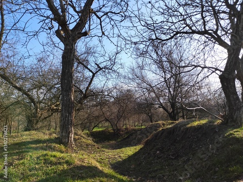 trees in the park