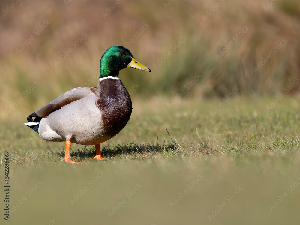 Obraz premium Mallard, Anas platyrhynchos