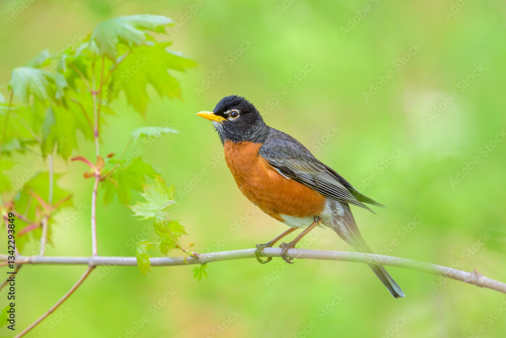 American Robin bird perching on tree branch with soft green background American Robin bird perching on tree branch with soft green background