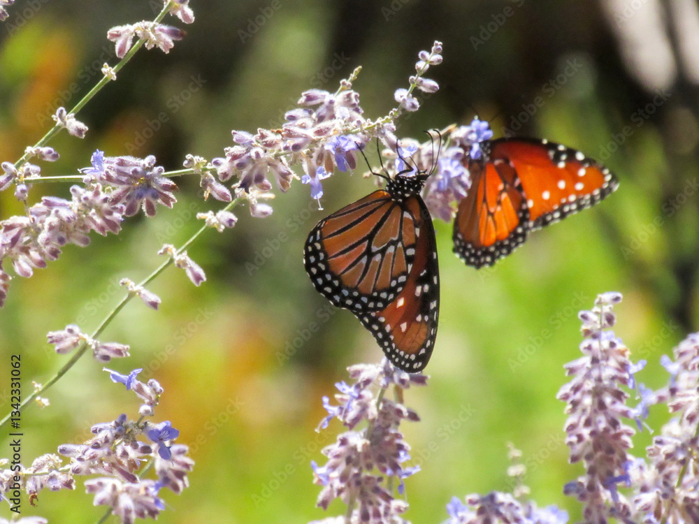 Fototapeta premium monarch butterfly on flower