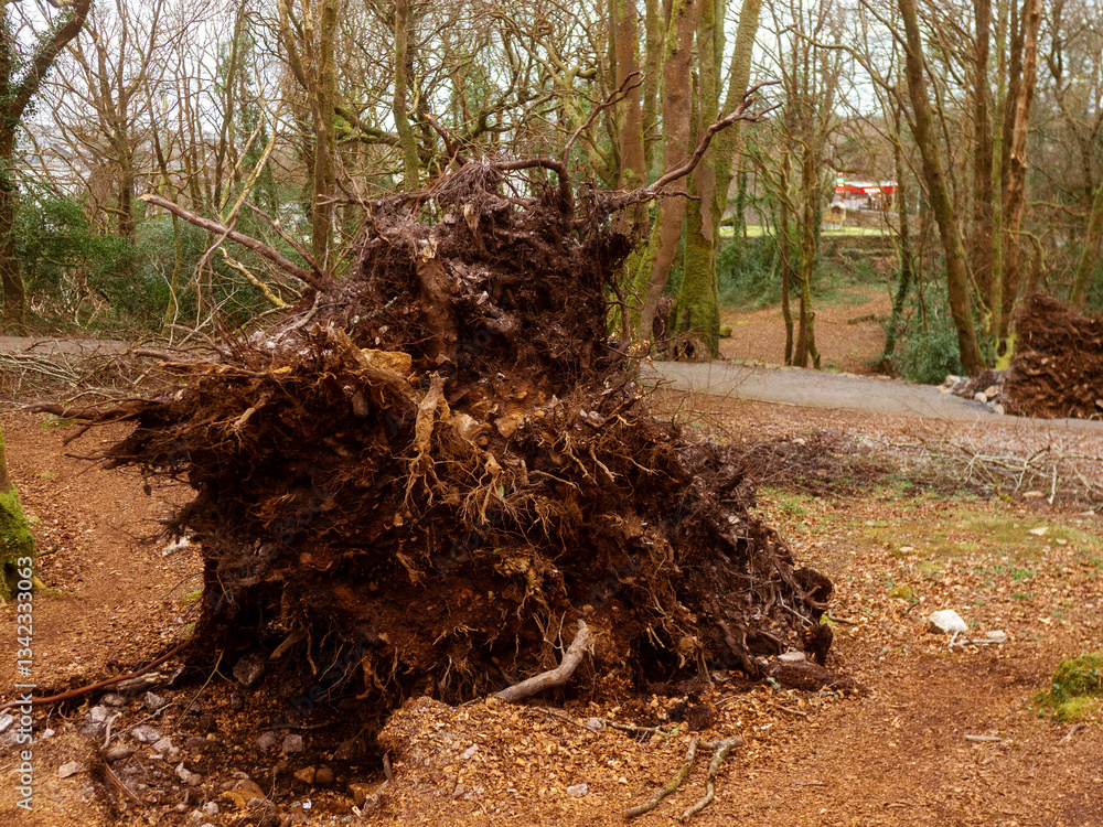 Fototapeta premium Scene in a forest park after powerful hurricane with trees fallen on the ground. Effect of a strong storm wind. Destruction caused by nature to nature. Nobody. Green and brown tone.