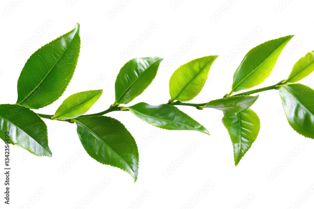 Lush Green Tea Leaves Branch Isolated on Black Background HighResolution Stock Image Lush Green Tea Leaves Branch Isolated on Black Background HighResolution Stock Image