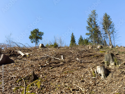 Clear-cut forest area with tree stumps and blue sky photo