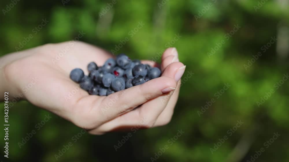 Harvested berries, process of collecting, harvesting and picking ripe berries in the forest, close up view of hands with bilberry, blueberry, blackberry, strawberry and raspberry growing, berry farm Harvested berries, process of collecting, harvesting and picking ripe berries in the forest, close up view of hands with bilberry, blueberry, blackberry, strawberry and raspberry growing, berry farm