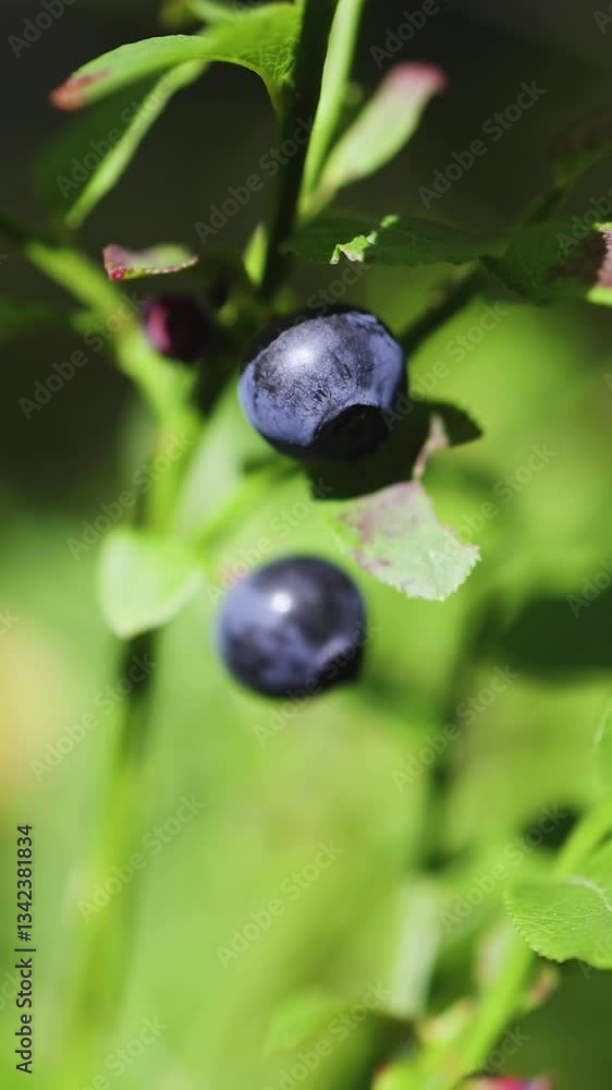 Harvested berries, process of collecting, harvesting and picking ripe berries in the forest, close up view of hands with bilberry, blueberry, blackberry, strawberry and raspberry growing, berry farm Harvested berries, process of collecting, harvesting and picking ripe berries in the forest, close up view of hands with bilberry, blueberry, blackberry, strawberry and raspberry growing, berry farm