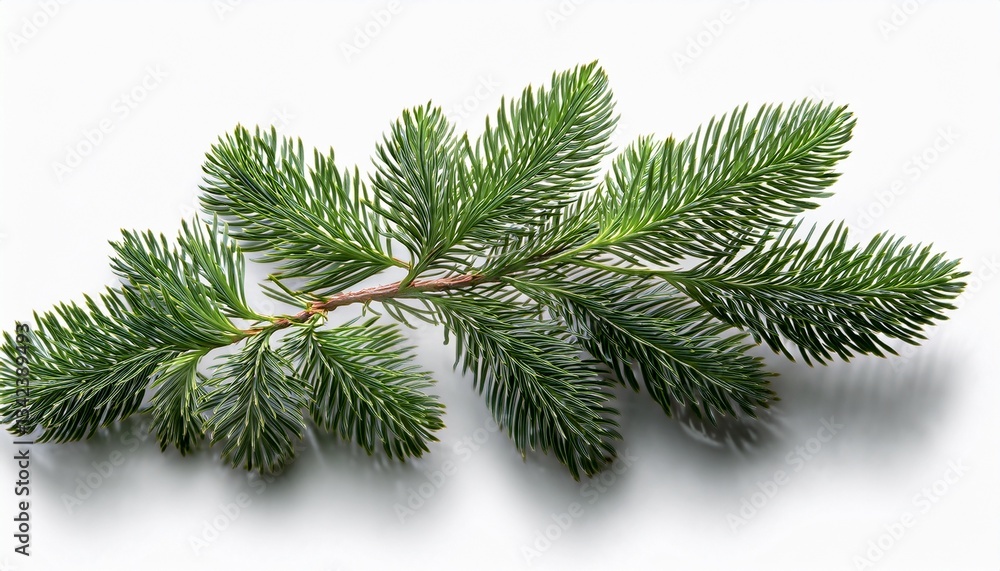 cypress branch on transparent white background cypress branch on transparent white background
