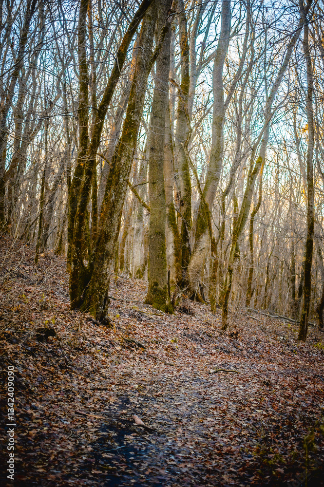 Obraz premium Autumn forest covered with dry orange leaves, with fallen branches and a dirt road with leafless trees against the background of a bright sunset sky
