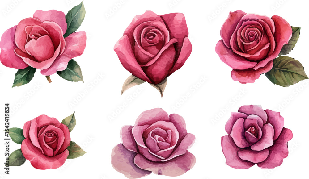 Obraz premium set of pink roses isolated