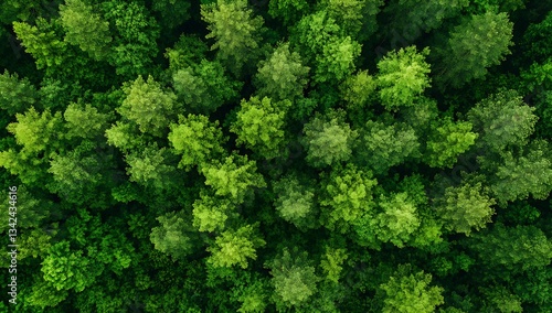 Breathtaking overhead shot of a lush green forest filled with varied tree species and foliage : Generative AI