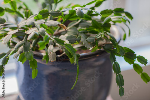 Wallpaper Mural Close-up of a plant near a large window. Houseplants in a modern interior. Blur and selective focus Torontodigital.ca