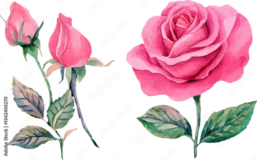 Fototapeta premium pink rose on white background