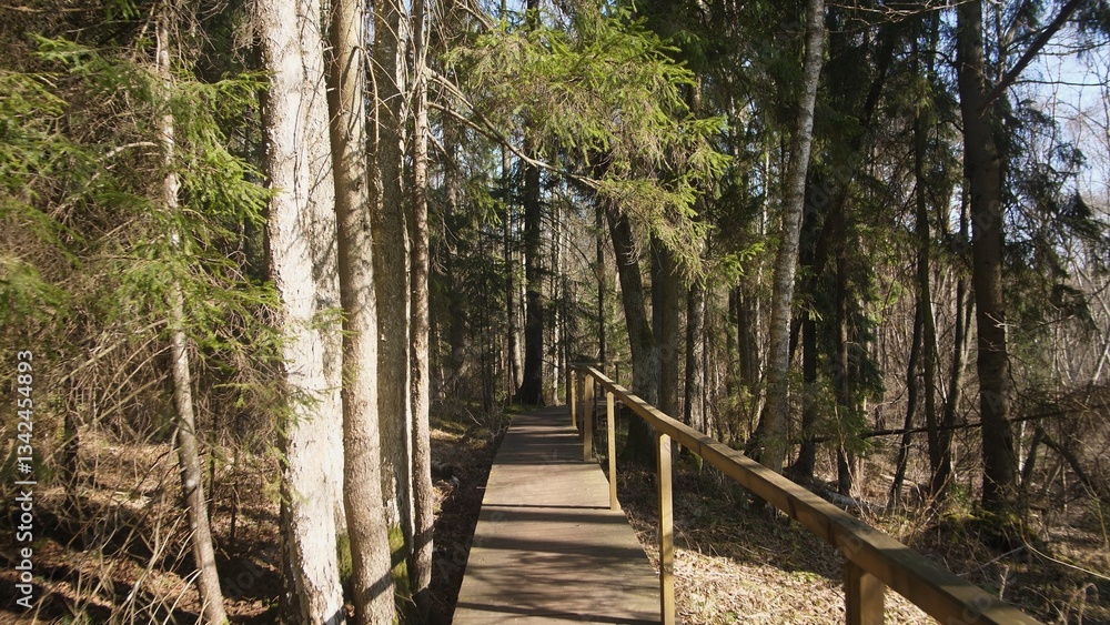Fototapeta premium A calm wooden path meanders through a lush forest, inviting exploration and tranquility in serene surroundings