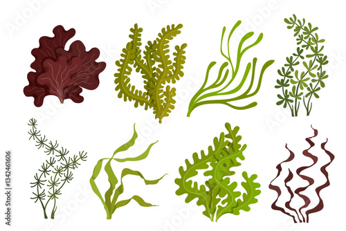 Collection of brown and green seaweed. Vector graphics.