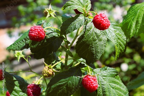 Fotografie Green raspberry bush with red berries