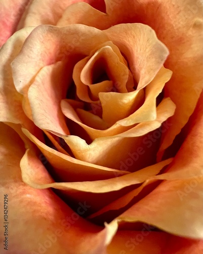 yellow rose close up