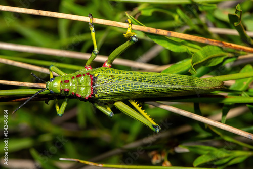 Green milkweed locust (Phymateus viridipes), also known as a African bush grasshopper, in the bushveld in KwaZulu-Natal, South Africa
