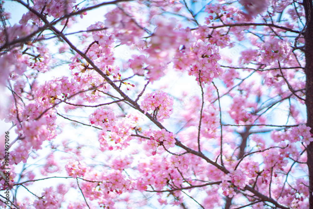河津桜 河津桜