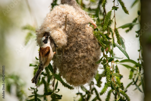 Eurasian Penduline Tit (Remiz pendulinus). A small bird building its intricate hanging nest. Willow tree with lush green leaves. Delicate craftsmanship in nature.