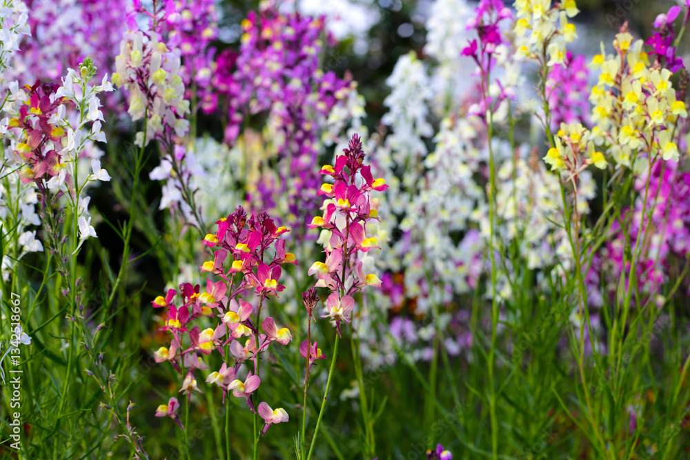 Obraz premium Linaria flower in the garden