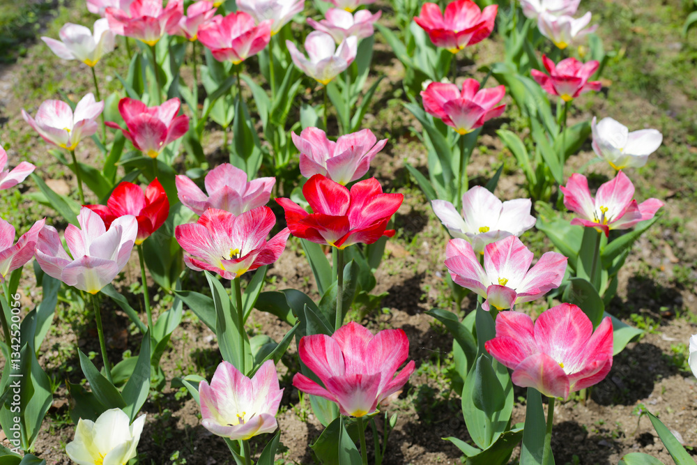 Beautiful tulip flower garden. The Expo 70 Commemorative Park, Osaka, Japan Beautiful tulip flower garden. The Expo 70 Commemorative Park, Osaka, Japan