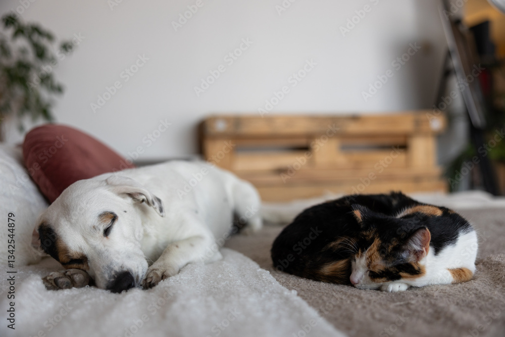 Obraz premium A small white mutt with a distinctive spot over one eye sleeps soundly next to a three-colored kitten