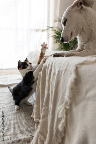 The kitten, full of energy, reaches out with its tiny paw, gently tapping the dog as if inviting it to play