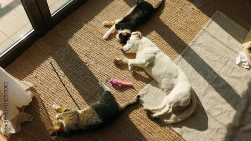 sweet white mutt sleeping peacefully in the sunlight near a window, accompanied by two cats