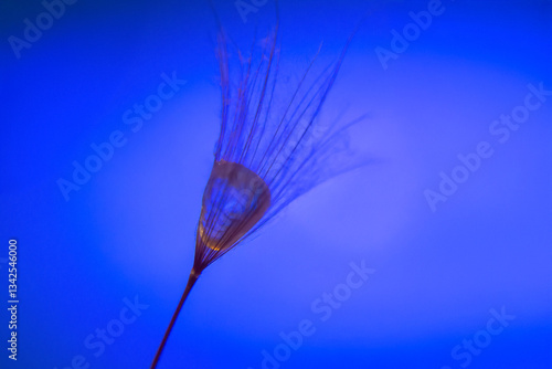 the seed of a dandelion wit...