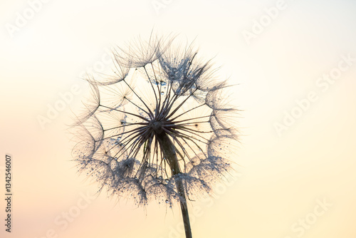 dandelion on the background...