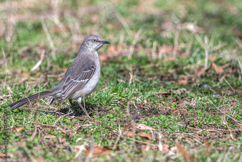 Wallpaper Mural Closeup of a northern mockingbird standing in the grass. Torontodigital.ca