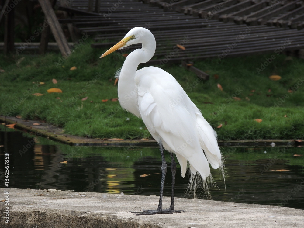 Naklejka premium great white heron