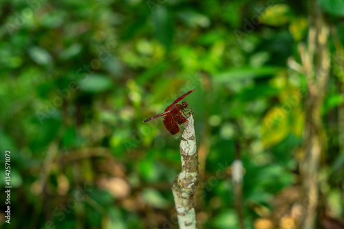 Close-Up of a Vibrant Red Neurothemis fulvia (Dragonfly) Perched on a Twig