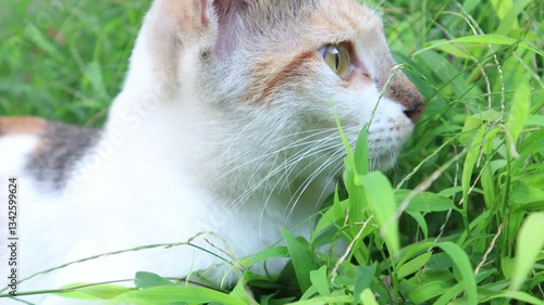 video of a close-up view of a cat lying on the grass.