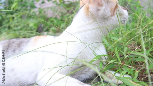 video of a close-up view of a cat lying on the grass.