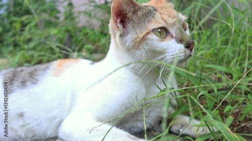 video of a close-up view of a cat lying on the grass.