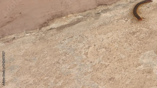 Video of centipedes or Chilopoda walking on the wall.