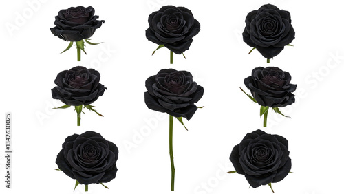 Fototapeta Naklejka Na Ścianę i Meble -  Black Roses isolated on transparent background