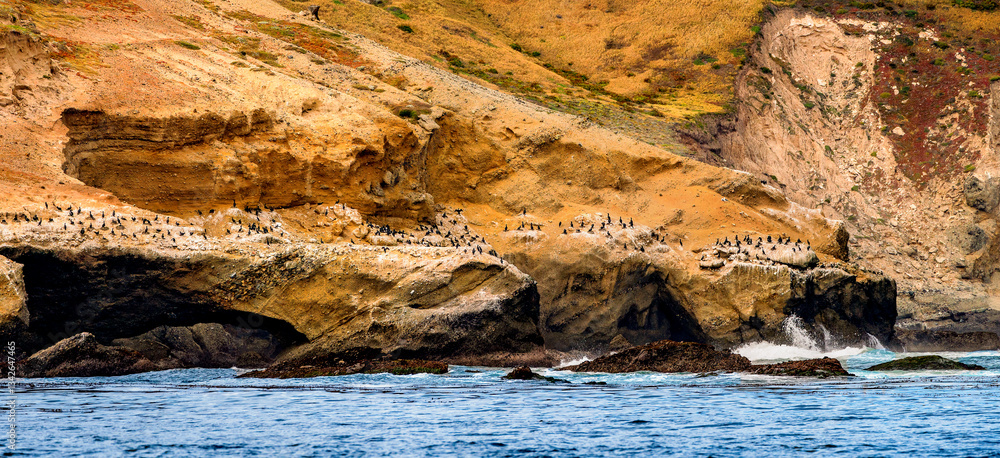 Large group of cormorants sit on the cliffside shore of the Channel Islands in Southern California