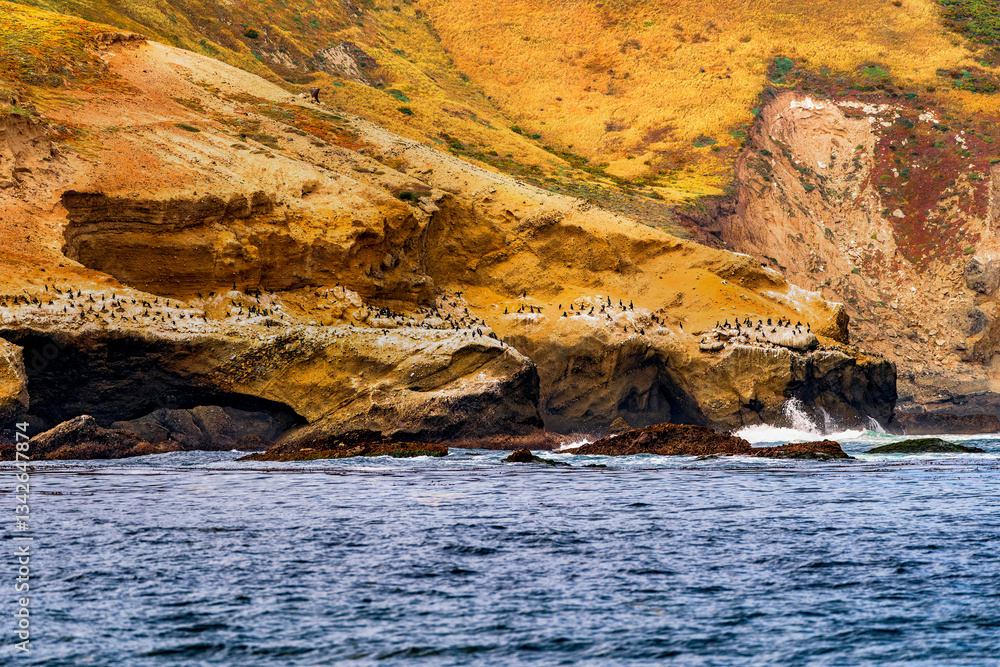 Large group of cormorants sit on the cliffside shore of the Channel Islands in Southern California