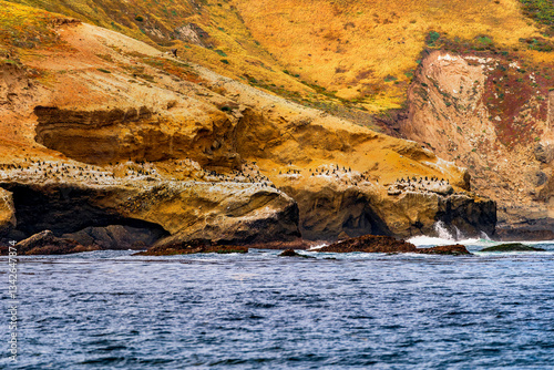 Obraz na płótnie Large group of cormorants sit on the cliffside shore of the Channel Islands in Southern California w salonie
