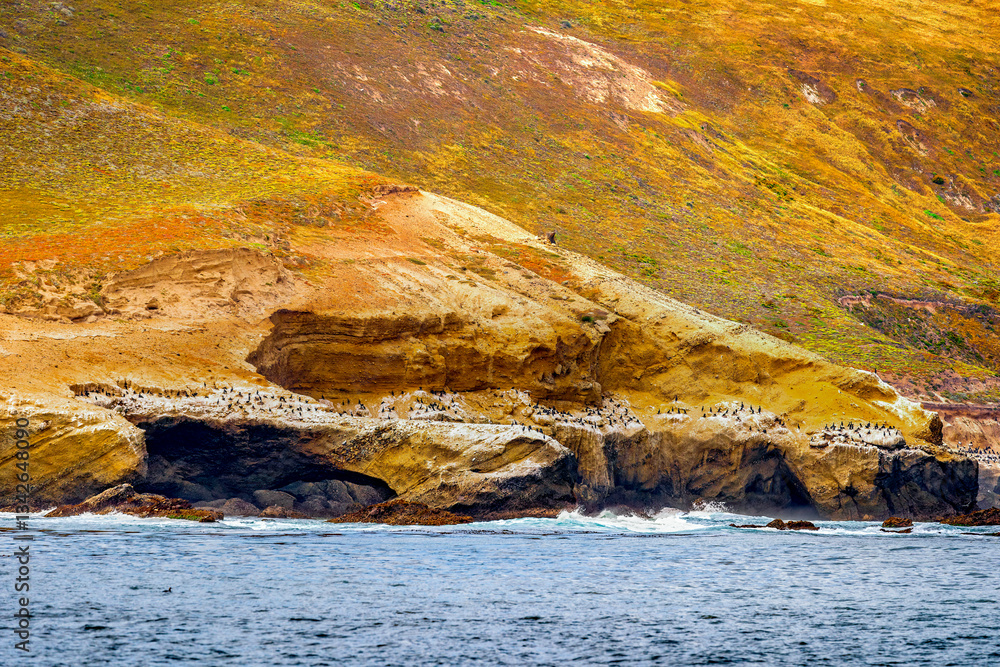 Large group of cormorants sit on the cliffside shore of the Channel Islands in Southern California