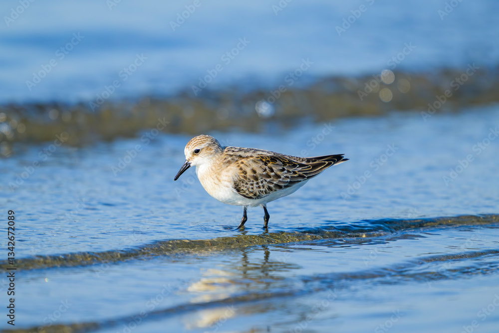 トウネン幼鳥 トウネン幼鳥