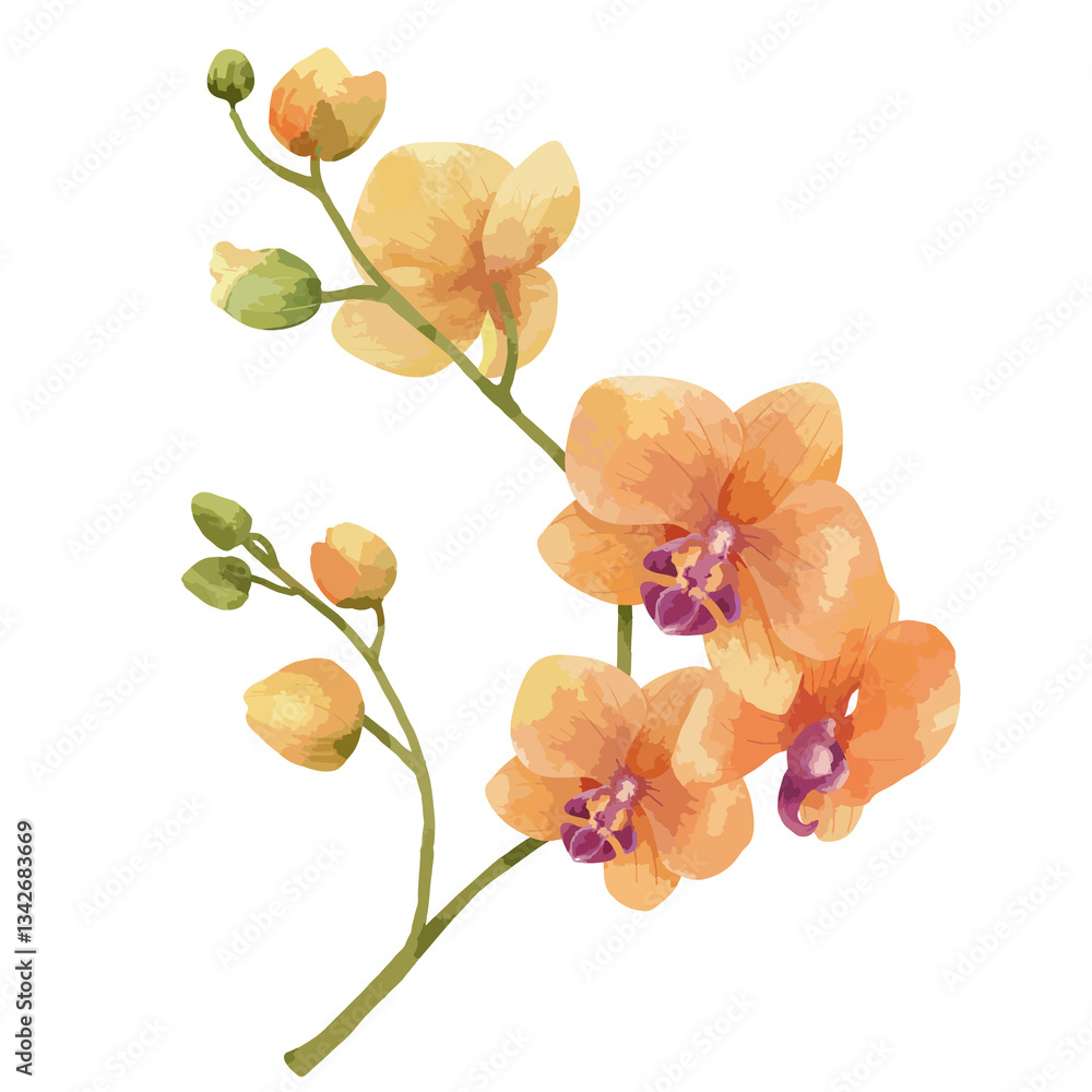 Fototapeta premium Orange orchid png watercolor flower, transparent background