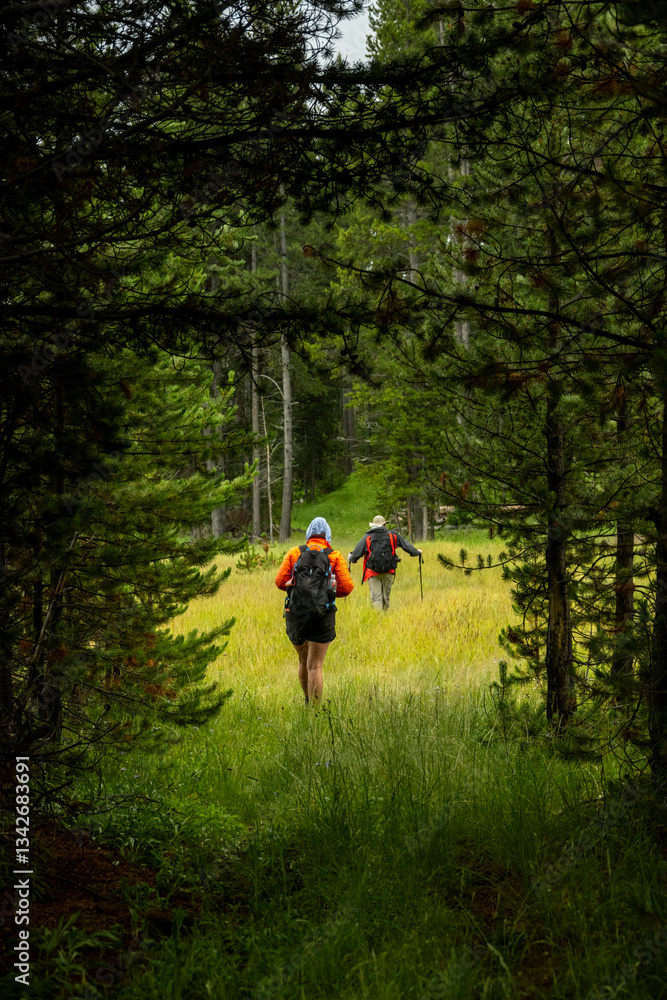 Two Hikers Exit Dark Pine Tree Tunnel And Emerge Into Bright Meadow