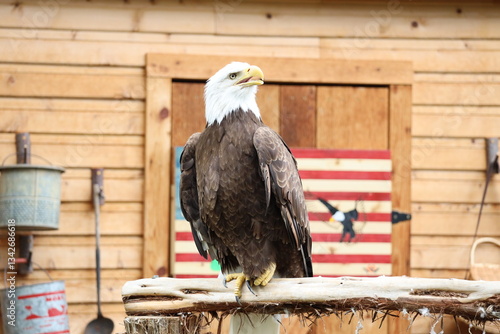 Valokuva Bald eagle perched with American flag in background